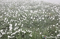 VBS_1186 - Fioritura narcisi a Castelnuovo Nigra 2023